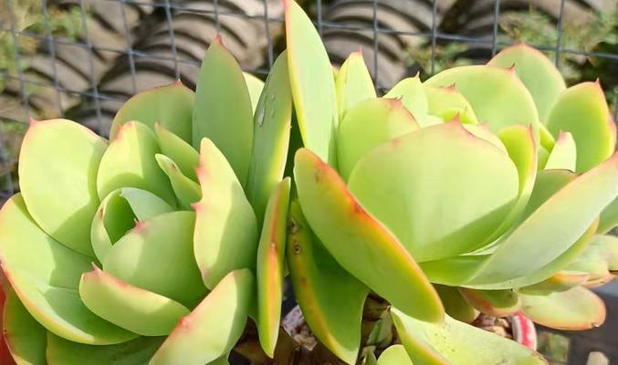 多肉植物晒太阳的正确方法？如何避免晒伤？