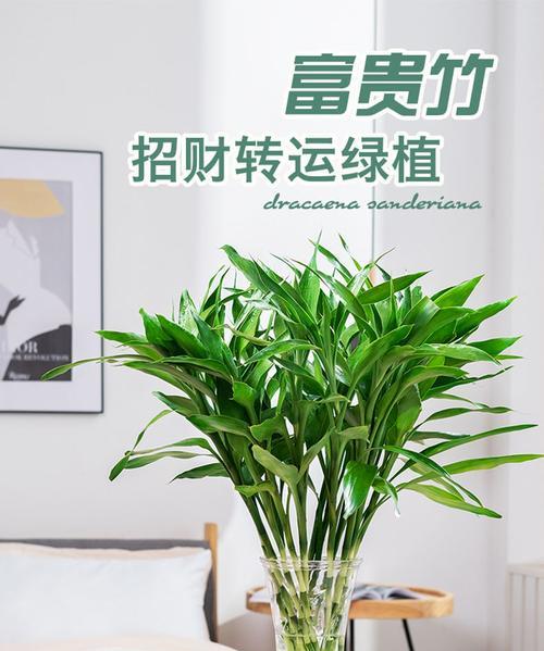富贵竹可以浇可乐吗？这样做对植物有害吗？