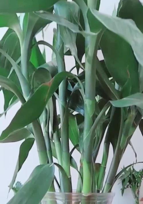 富贵竹可以浇可乐吗？这样做对植物有害吗？