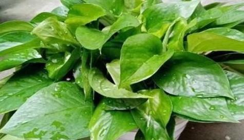 富贵竹可以浇可乐吗？这样做对植物有害吗？