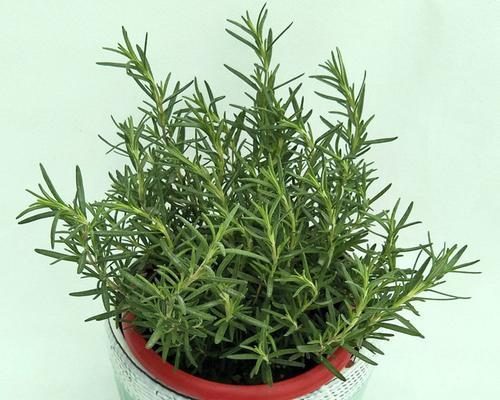 迷迭香的花语及其意义解析(迷迭香的花语是什么)