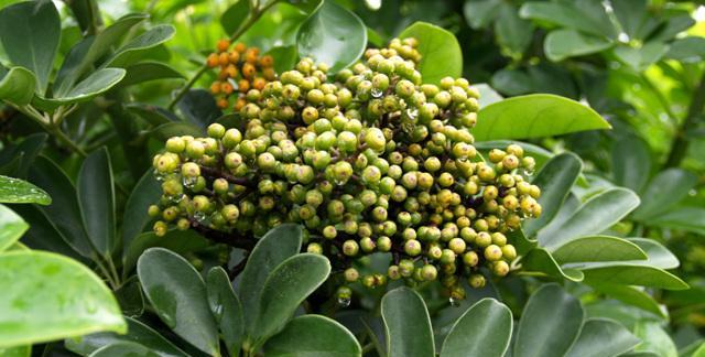 鸭脚木开花吗？花期持续多长时间？