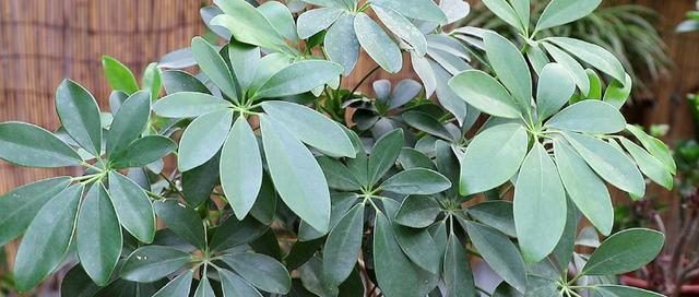 鸭脚木开花吗？花期持续多长时间？