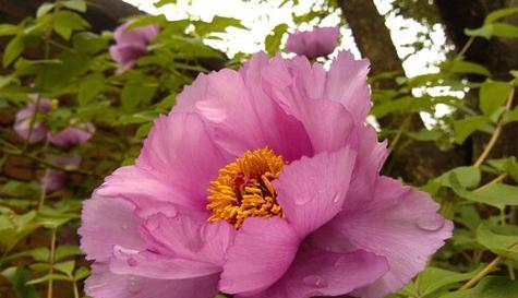 芙蓉花的象征意义及文化传承（寓意深远的芙蓉花）