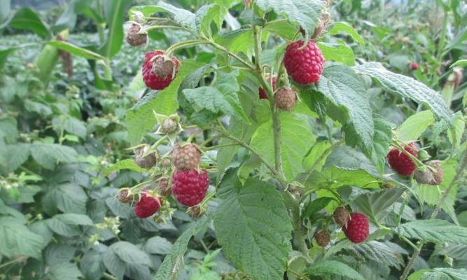 树莓最佳种植季节是什么时候？如何确保高产？