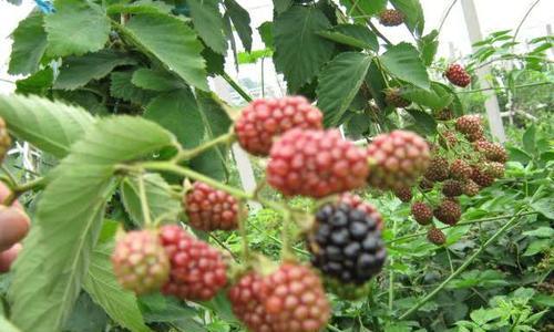 树莓最佳种植季节是什么时候？如何确保高产？