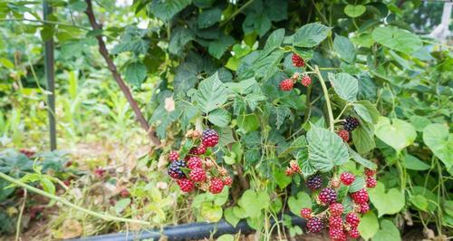 树莓最佳种植季节是什么时候？如何确保高产？