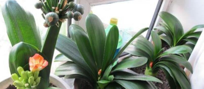 君子兰夏天浇水频率是多少？如何正确浇水？