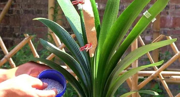 君子兰夏天浇水频率是多少？如何正确浇水？