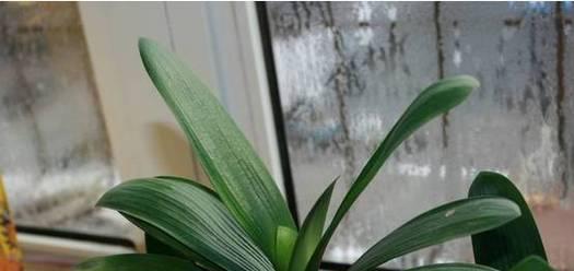 君子兰夏天浇水频率是多少？如何正确浇水？