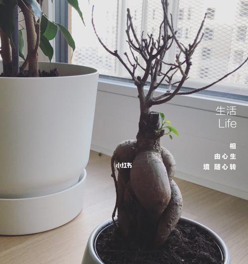 龟背竹浇花的意义与乐趣（水滴清风润心田）