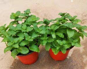 驱蚊植物盆栽有哪些？种什么植物最有效驱蚊？