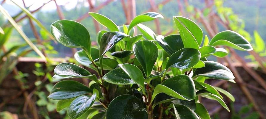 豆瓣绿晒太阳需要注意什么？直接晒太阳对豆瓣绿有什么影响？