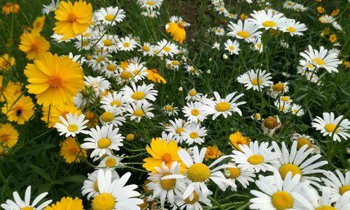 白色雏菊花语的美丽寓意(探索白色雏菊的象征意义与情感表达) 白色雏菊花语的美丽寓意(探索白色雏菊的象征意义与情感表达)