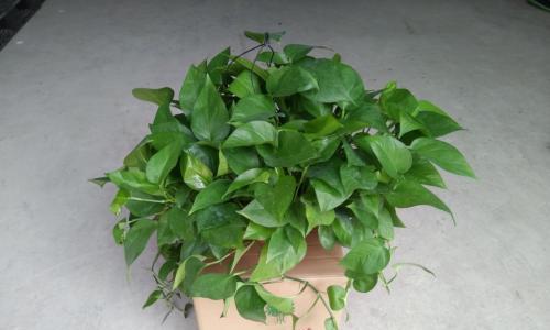 绿萝花怎么养才能养得更好？有哪些技巧和注意事项？