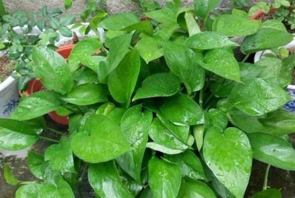 绿萝花怎么养才能养得更好？有哪些技巧和注意事项？