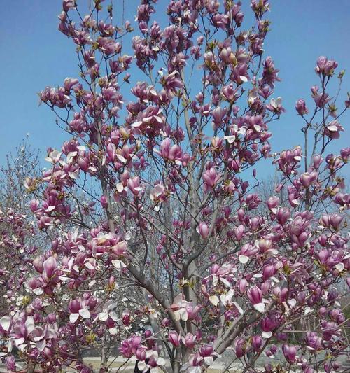 友谊长存的花——相伴永恒的情谊（以花为媒）