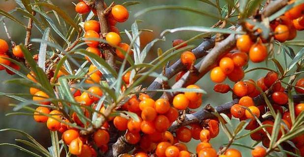 沙棘什么时候成熟上市？如何挑选新鲜沙棘？