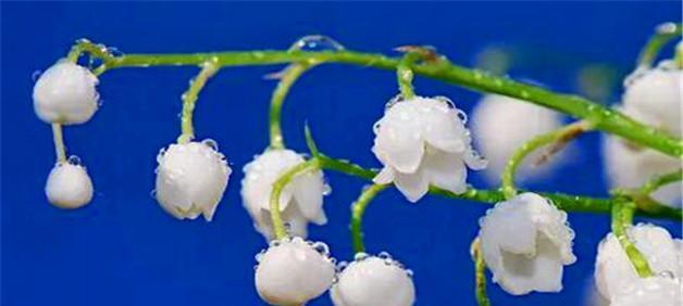 铃兰花（铃兰花的花语传递着美丽与希望）