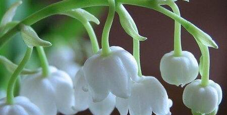 铃兰花（铃兰花的花语传递着美丽与希望）