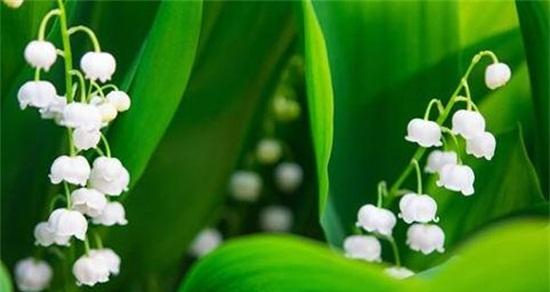 铃兰花（铃兰花的花语传递着美丽与希望）