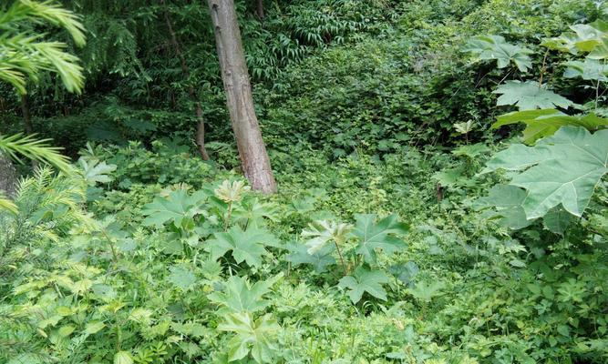 通草长什么样子？如何辨别通草的真伪？