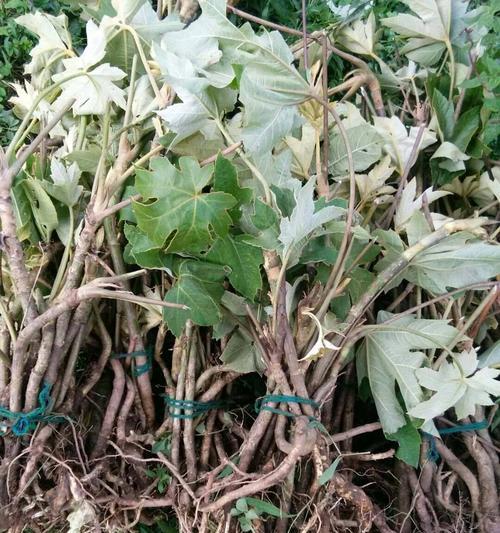 通草长什么样子？如何辨别通草的真伪？