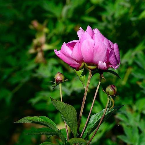 芍药是什么植物?它的特点和常见问题有哪些?