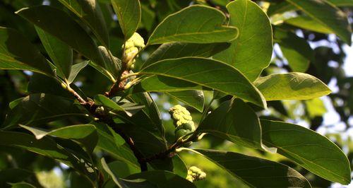 玉兰花有毒吗？能在家里安全种植吗？