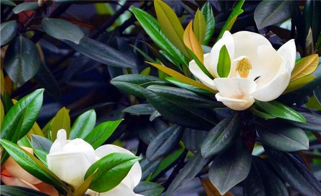 玉兰花有毒吗？能在家里安全种植吗？