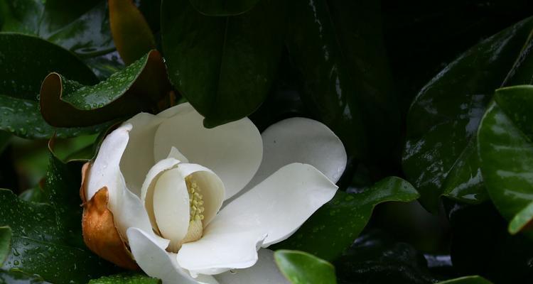 玉兰花有毒吗？能在家里安全种植吗？