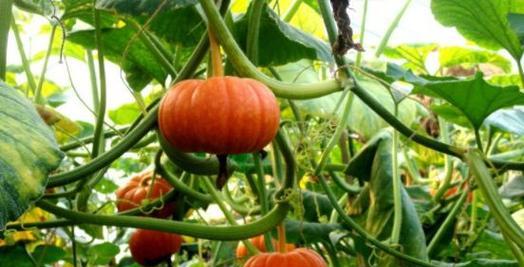 南瓜通常长在哪里？如何识别南瓜的生长环境？