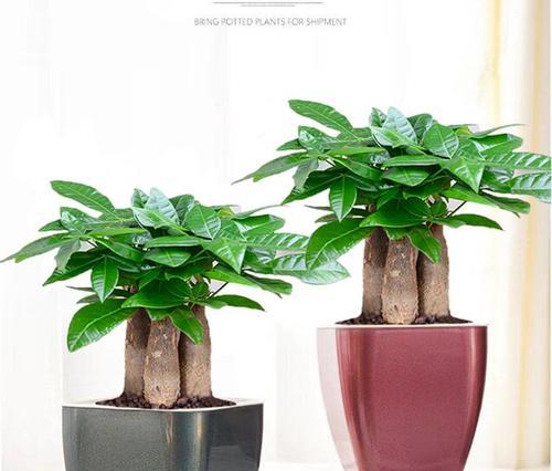 发财树的象征意义（揭秘发财树带来的幸运和富足）