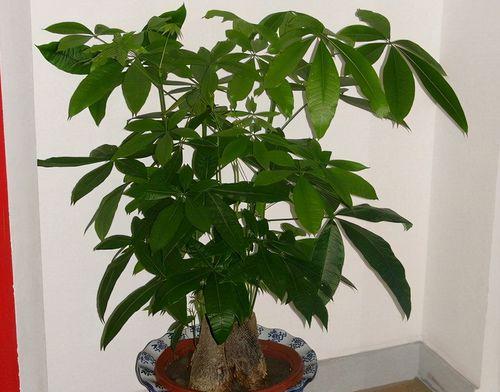 发财树的象征意义（揭秘发财树带来的幸运和富足）