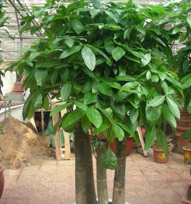 发财树的象征意义（揭秘发财树带来的幸运和富足）