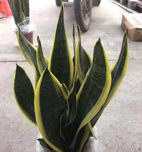 金虎花风水寓意与作用（从风水角度解读金虎花的神奇魅力）