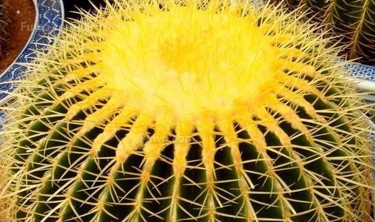 金虎花风水寓意与作用（从风水角度解读金虎花的神奇魅力）