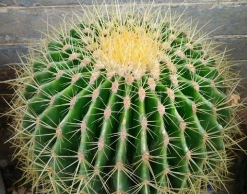 金虎花风水寓意与作用（从风水角度解读金虎花的神奇魅力）