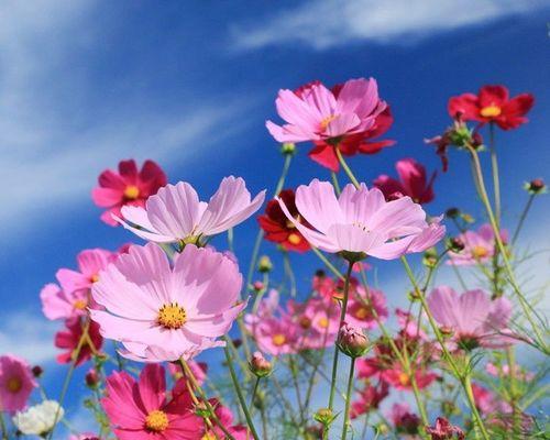 揭示格桑花所蕴含的情感与信仰 格桑花的寓意与象征意义