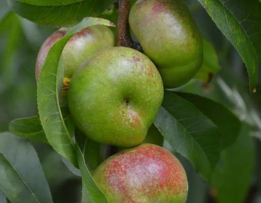 油桃核能种吗？油桃核怎么种才能发芽？