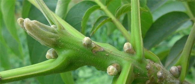 油桃核能种吗？油桃核怎么种才能发芽？