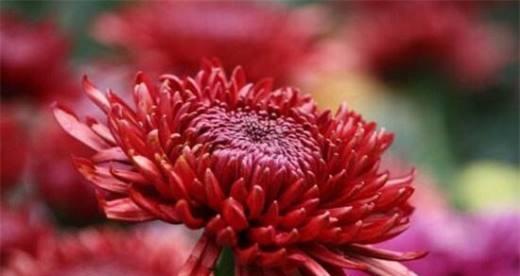 菊花的寓意及象征意义剖析（以菊花代表的寓意解读与文化象征的深入探讨）