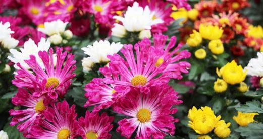 菊花的寓意及象征意义剖析（以菊花代表的寓意解读与文化象征的深入探讨）