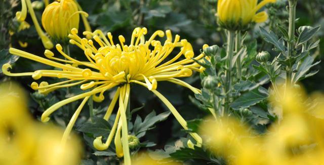 菊花的寓意及象征意义剖析（以菊花代表的寓意解读与文化象征的深入探讨）