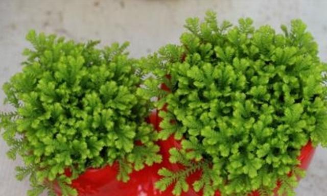 以情人草的花语与爱情的联结（浪漫花语传递爱的信息）