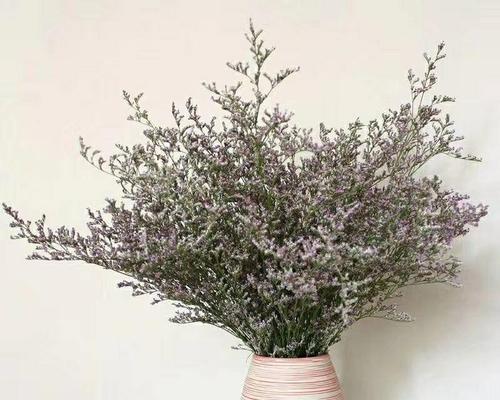 以情人草的花语与爱情的联结（浪漫花语传递爱的信息）