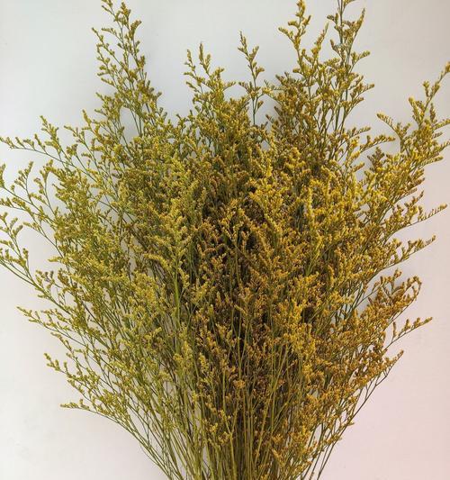 以情人草的花语与爱情的联结（浪漫花语传递爱的信息）