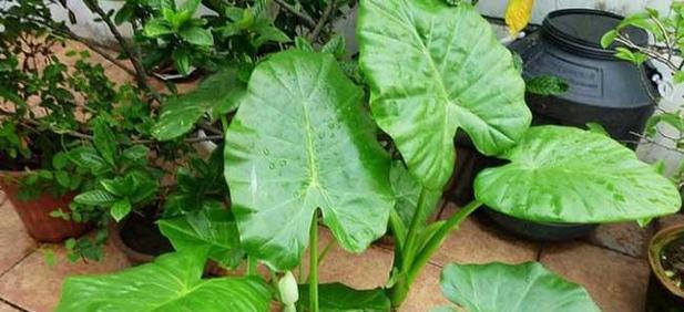 滴水观音适合在哪些地方生长?其生长环境有何特殊要求?