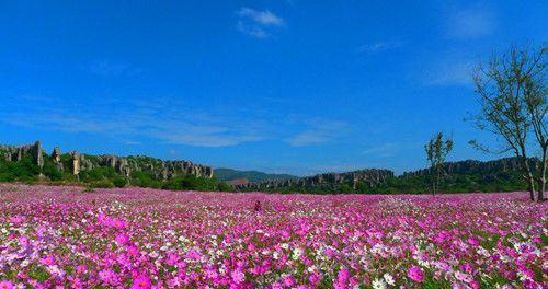 大波斯菊花的花语及其意义（探索大波斯菊花的丰富花语）