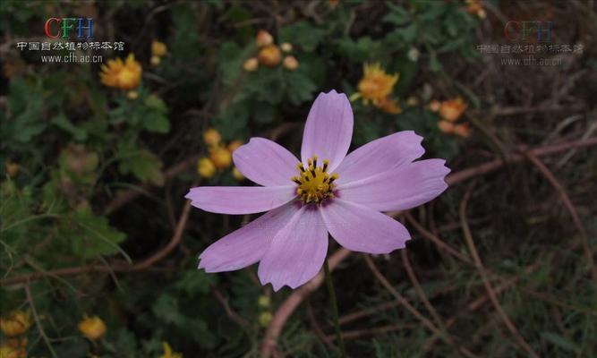 大波斯菊花的花语及其意义（探索大波斯菊花的丰富花语）